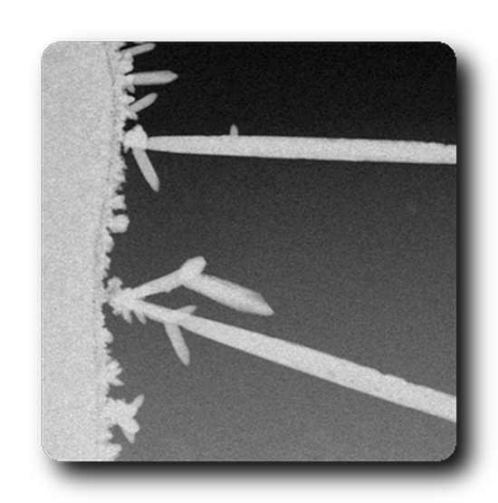 This image of Pb dendrite growth and collapse were acquired in real time with a transmission electron microscope. Certain nucleation sites consistently nucleate larger dendrites. For more information see doi:10.1021/nn3017469