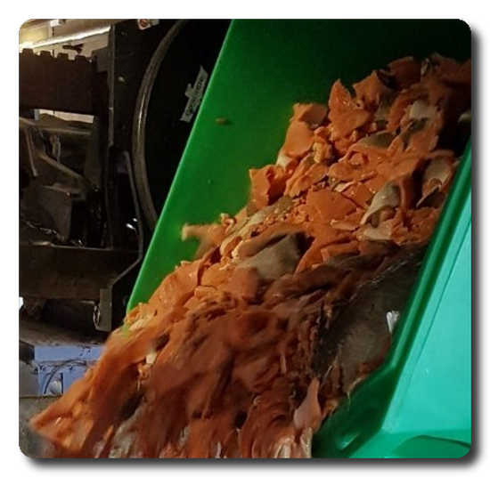 Waste salmon is fed into the Landia unit