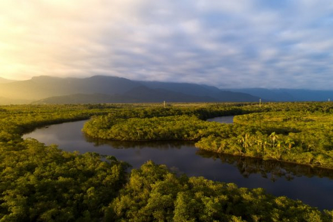 Hi-tech monitoring and carbon offsets for rainforests could be the big post-COP26 gain