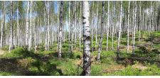 The potential of birch as high-quality material